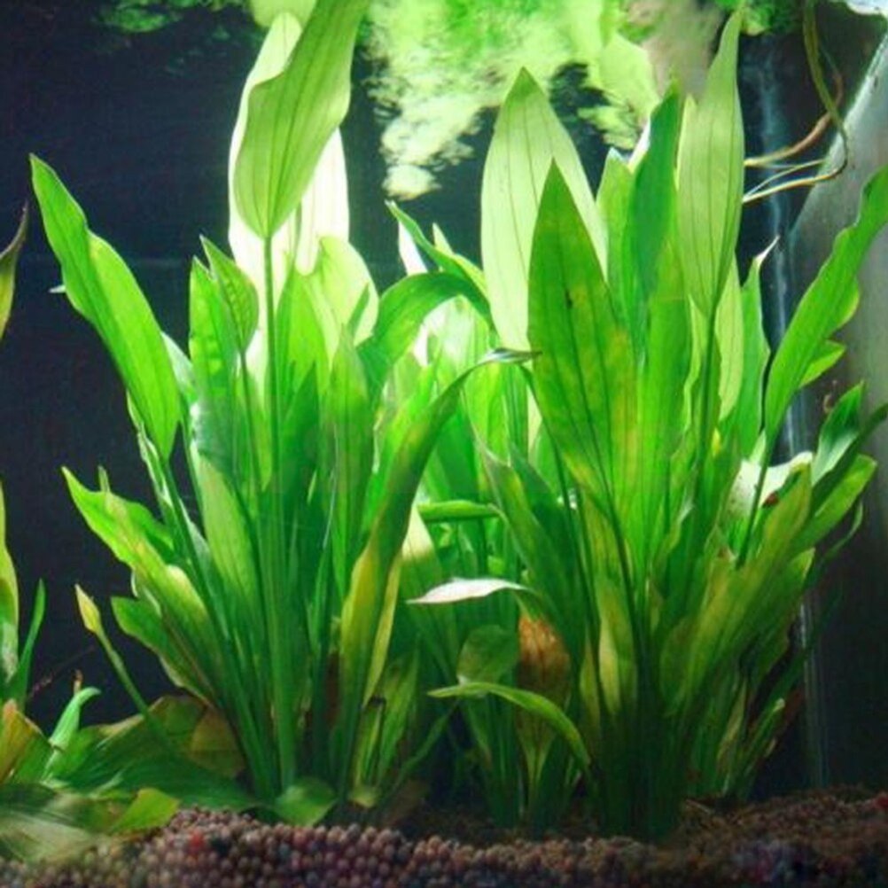 15cm Artificial Aquarium Decor - đánh giá và giá Aquarium Innovative Marine