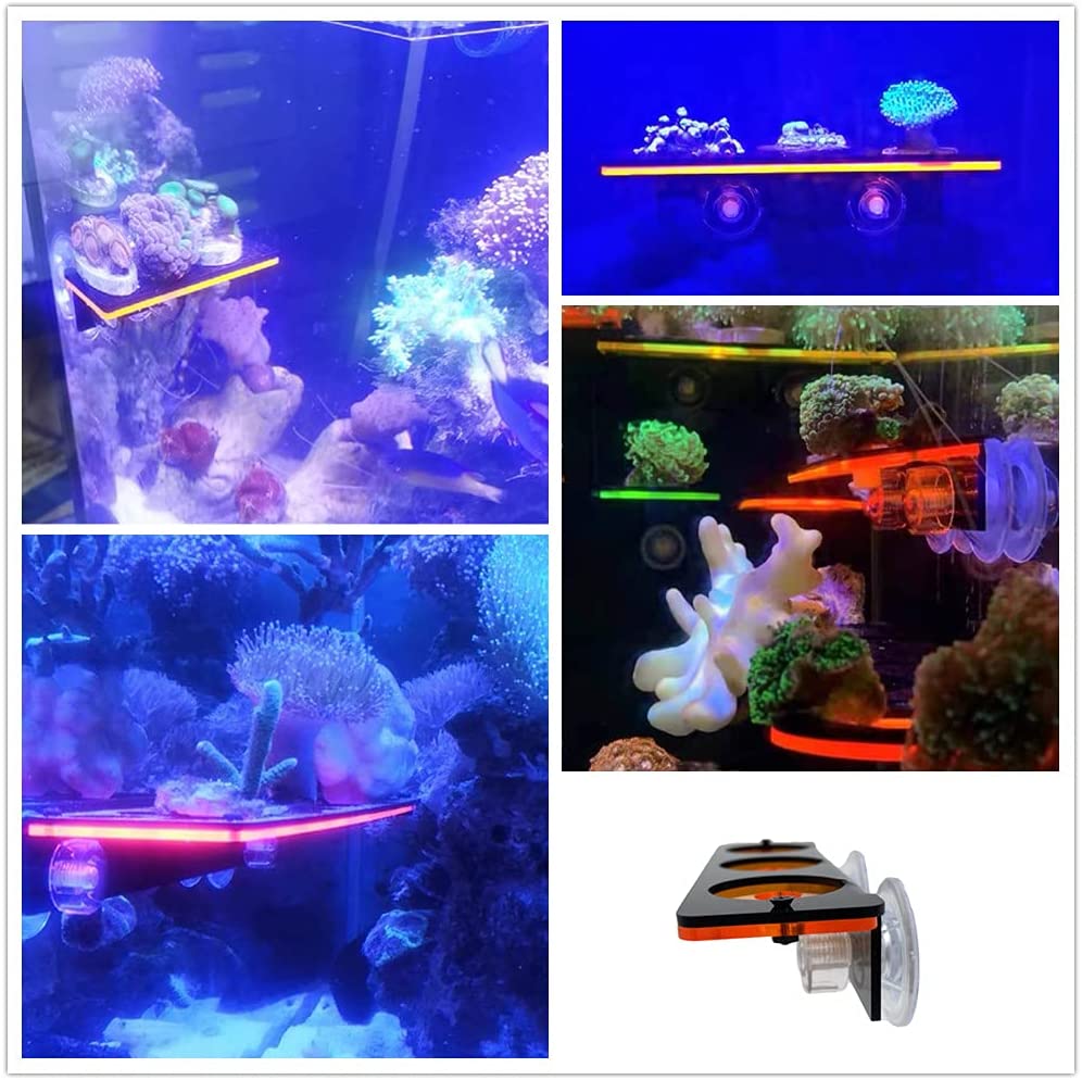 Cá Huỳnh Quang San Hô Frag-he  - đánh giá và giá Aquarium Innovative Marine